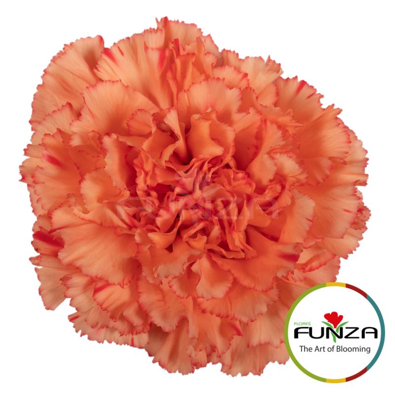 Flores Funza - Flores Funza