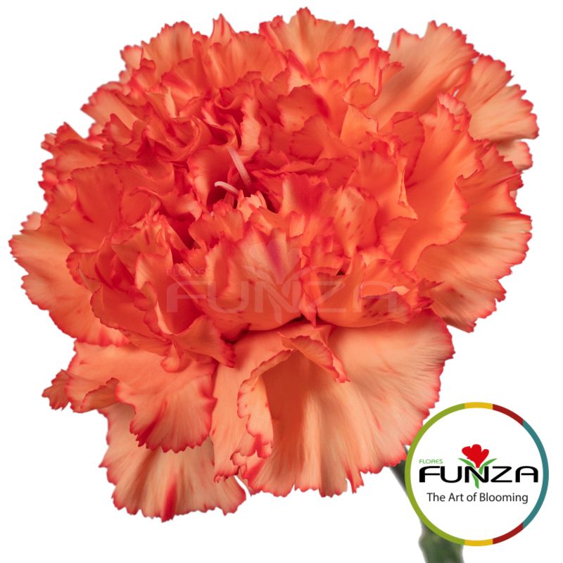 Flores Funza - Flores Funza