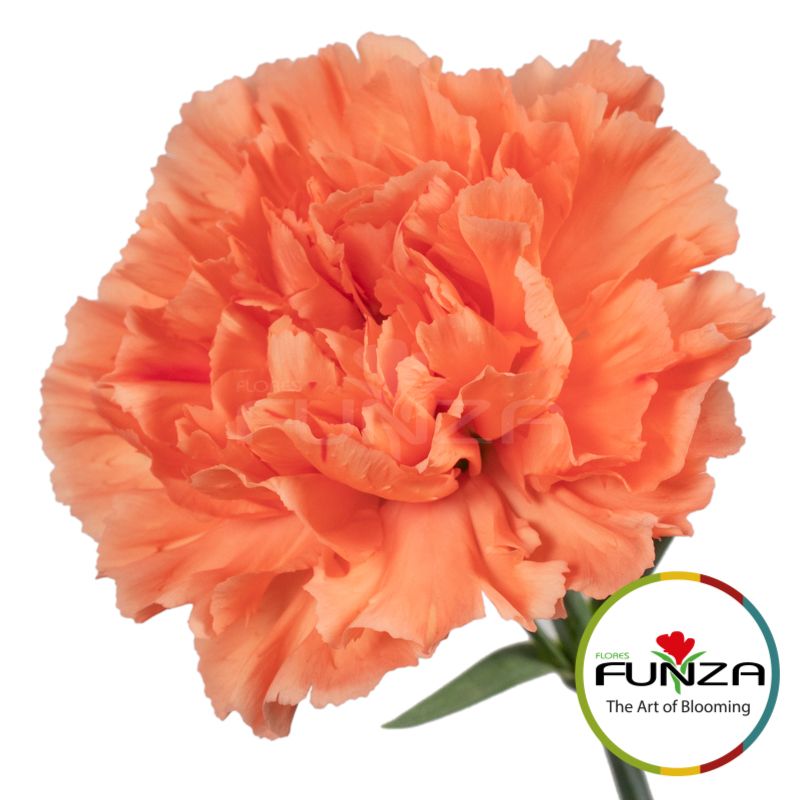 Flores Funza - Flores Funza