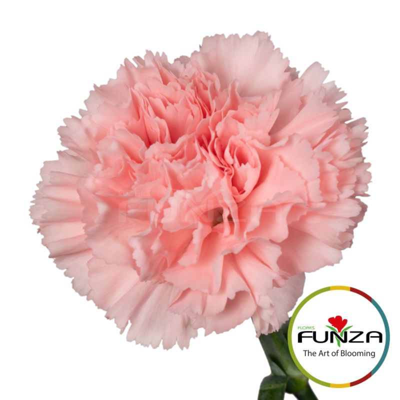 Flores Funza - Flores Funza