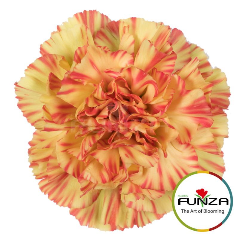 Flores Funza - Flores Funza